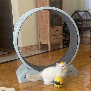 Virtubuy - Loopband voor katten en kleine honden - Kattenspeelgoed - Stille loopband - Loopwielen - Roller - Flatbed - Pet Fitness - Scratcher Board - Geschikt voor katten en kleine honden - Diverse Kleuren en formaten